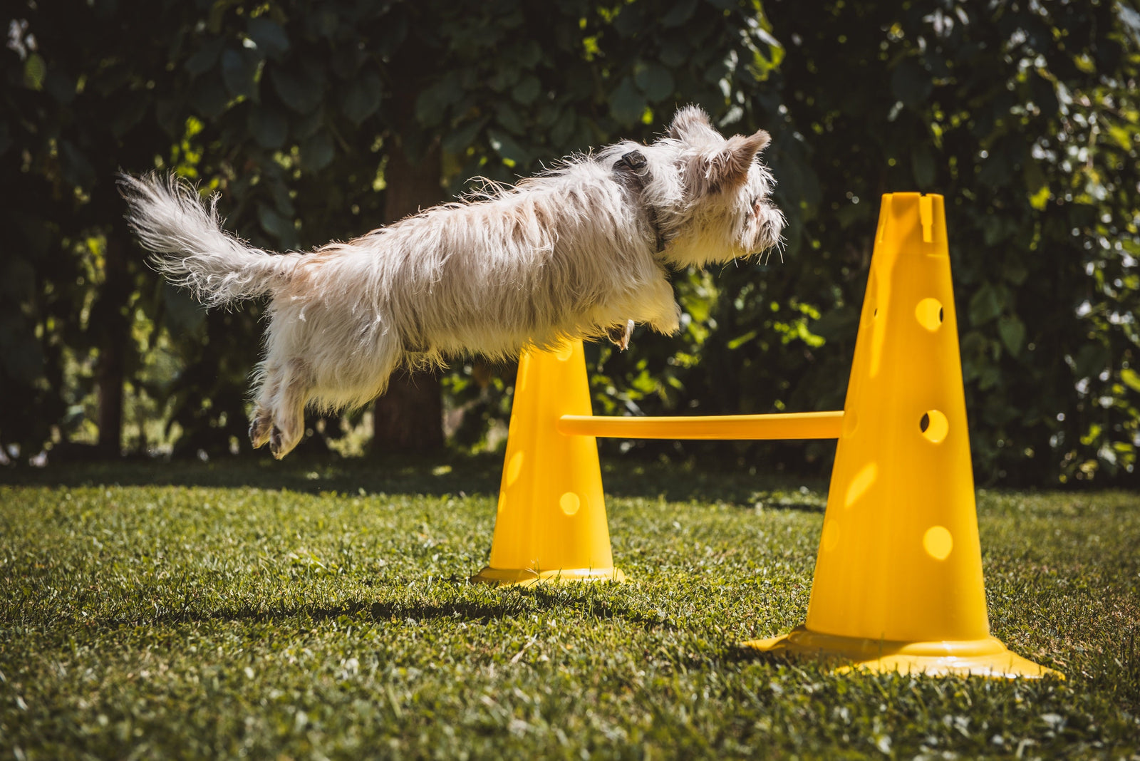 The Ultimate Guide to Dog Training: Effective Techniques - gentledogstore