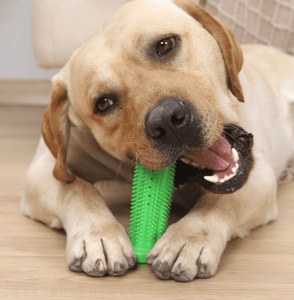 Dog Toy Molar Stick